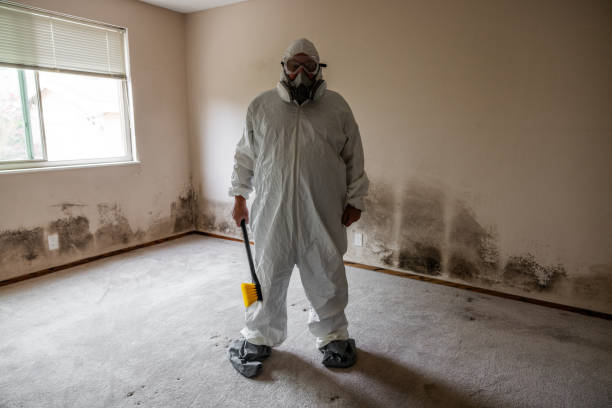 Best Affordable Mold Removal  in USA